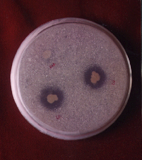 Bakteri Pelarut Fosfat
