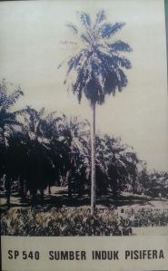 tetua kelapa sawit di Indonesia