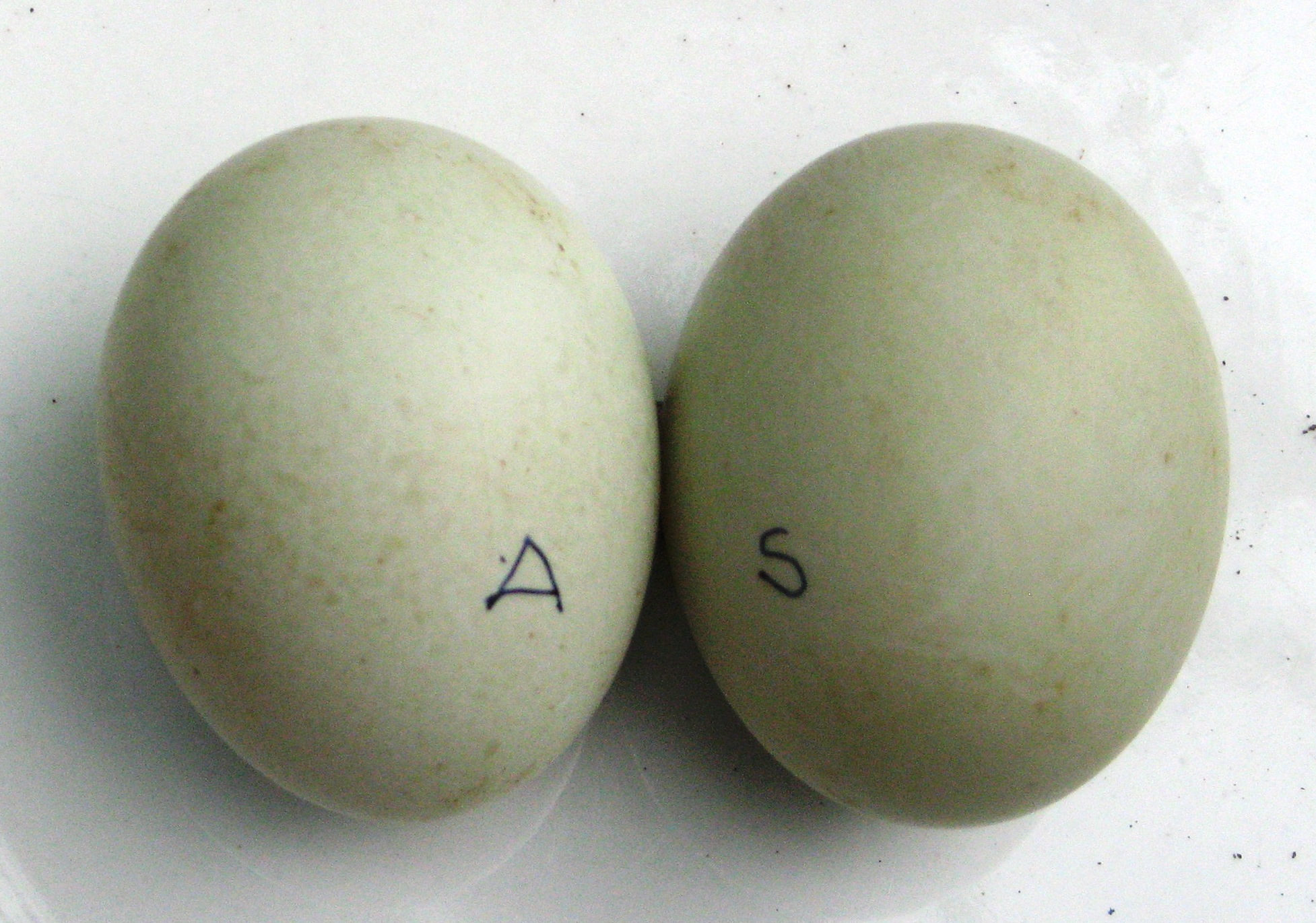 Telur Bebek Spesial Untuk Orang Yang Elergi Protein Hewani Berbagi