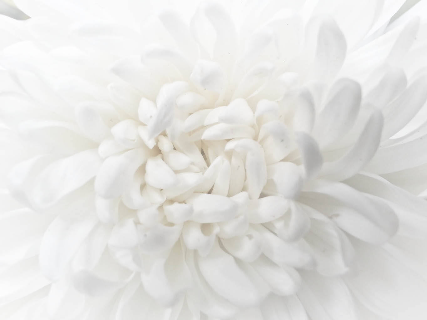 Download 740+ Background Putih Bunga Gratis Terbaru