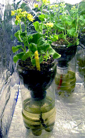 pet-bottle-passive-hydroponics